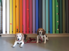 Untitled with beagles, not Dan Flavin, 2018