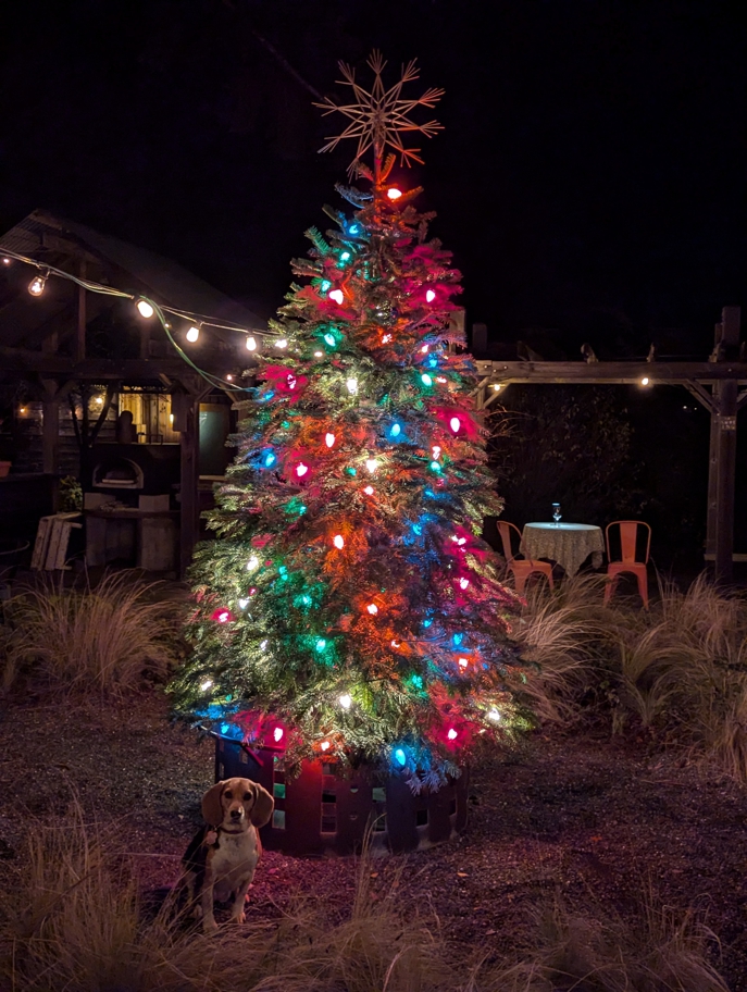 Christmas tree lighting at the hotel