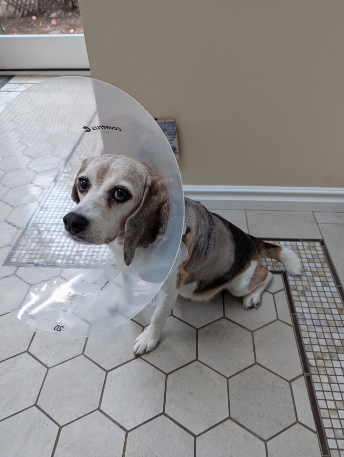 Wallace after surgery
