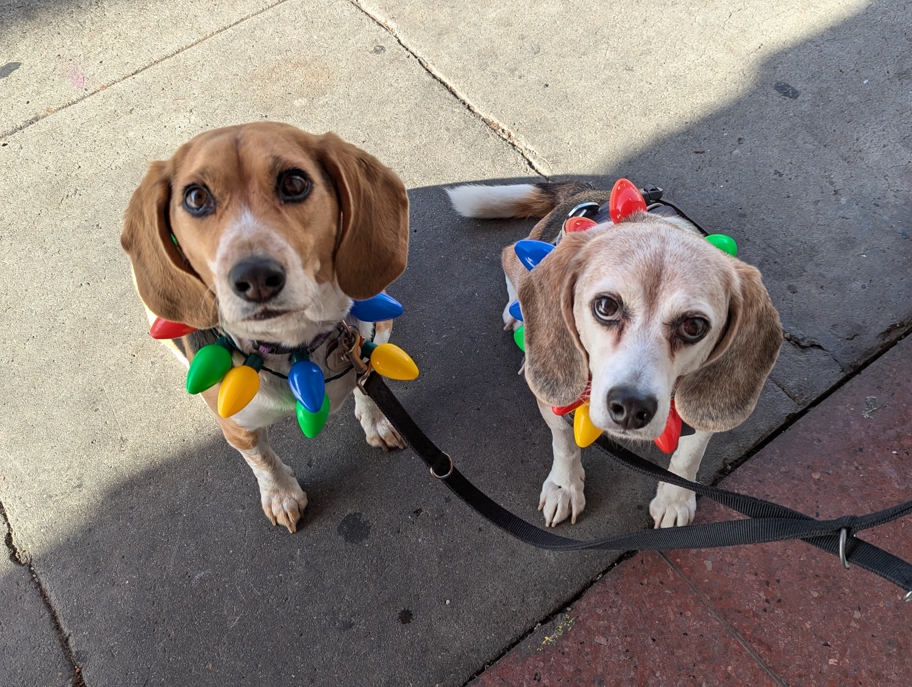 Christmas collars