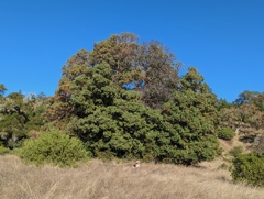 The big madrone