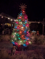Christmas tree lighting at the hotel