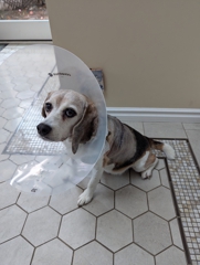 Wallace after surgery