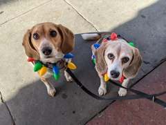 Christmas collars
