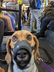 This bus isn't big enough for both of us (II)