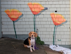 Fnnch poppies