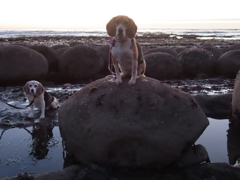 Minus tide at Bowling Ball Beach (looking seaward)
