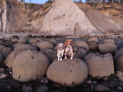 Minus tide at Bowling Ball Beach (looking landward)