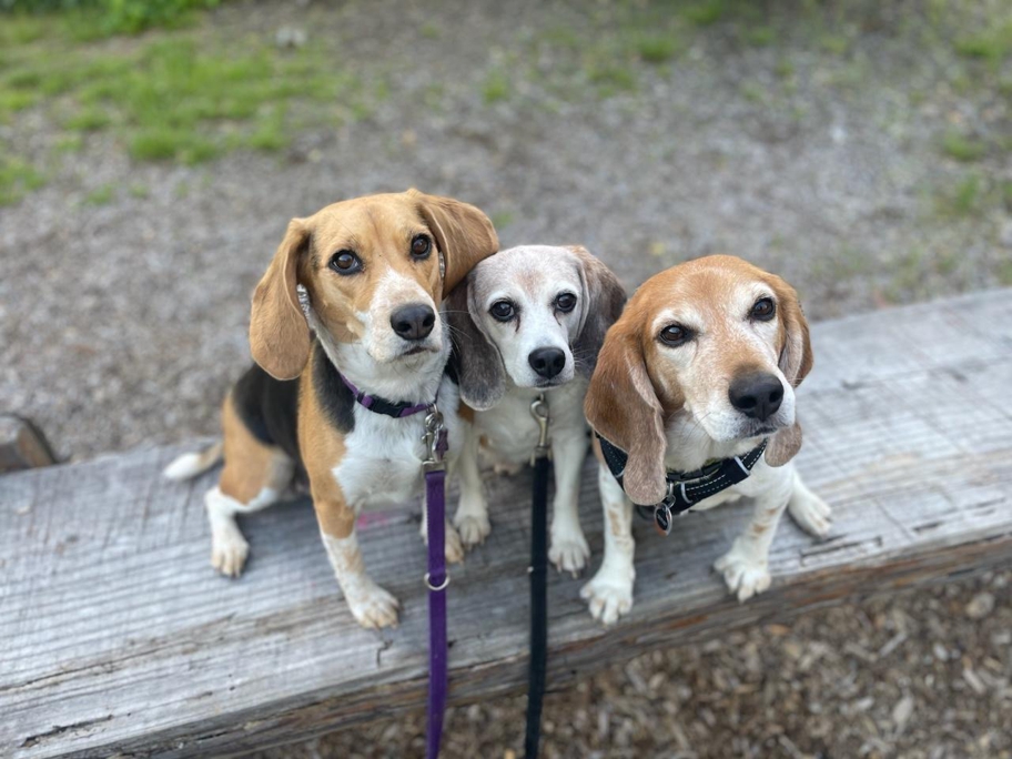 Halley, Wallace and Linus