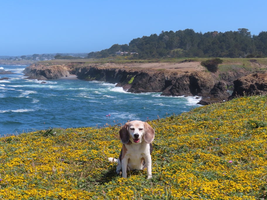 Wallace at Spring Ranch