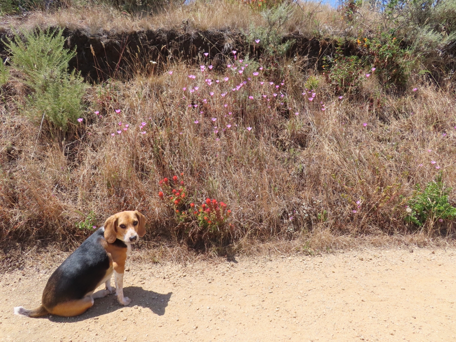 Halley with wildflowers