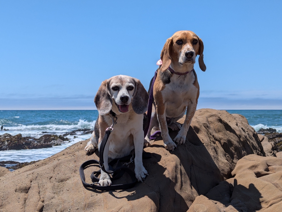 Bean Hollow State Beach