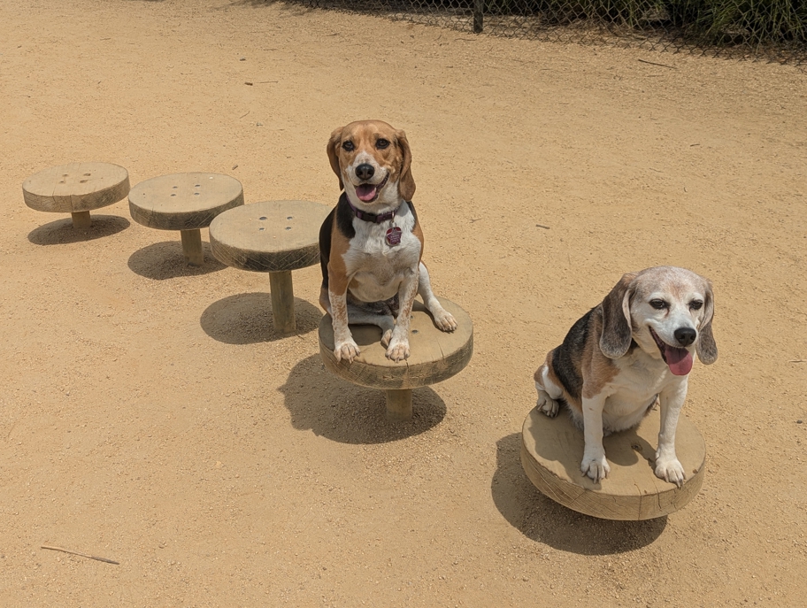 Main Street Dog Agility Park