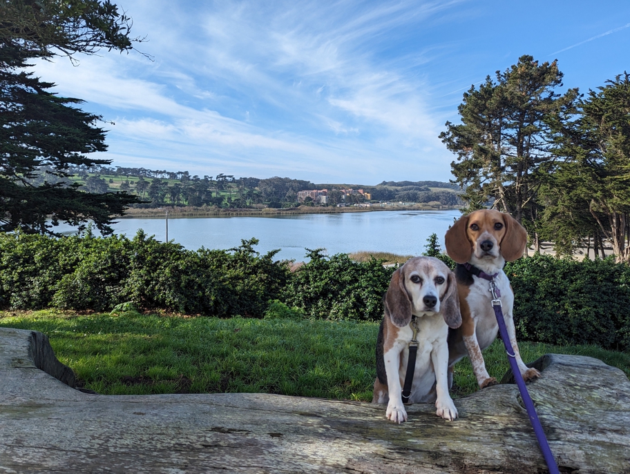 Circumnavigating Lake Merced