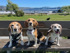 Linus, Halley, Wallace and Marbles at Point Isabel