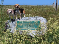 At the site of a pioneer's barn