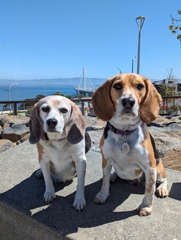 Scouting Rocks Park on Yerba Buena Island