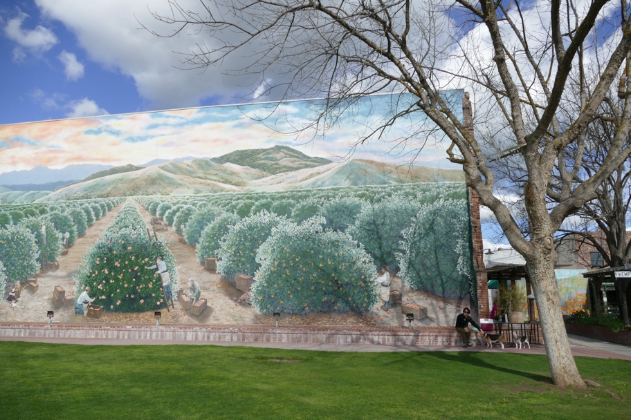 Picnic at The Orange Harvest