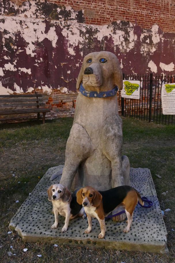 The Barking Lot