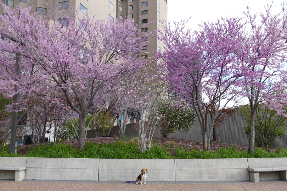 Halley under the redbud