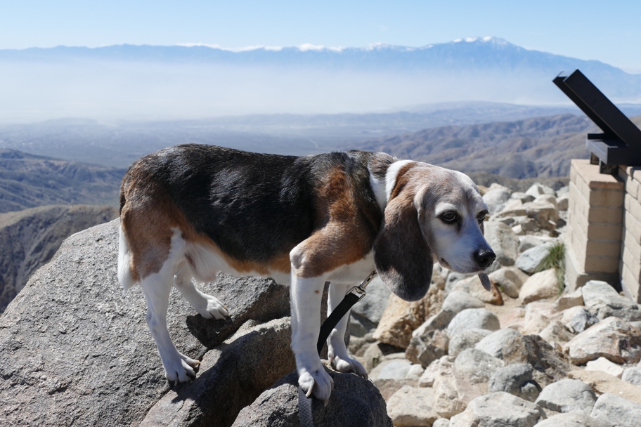 Wallace at Keys View