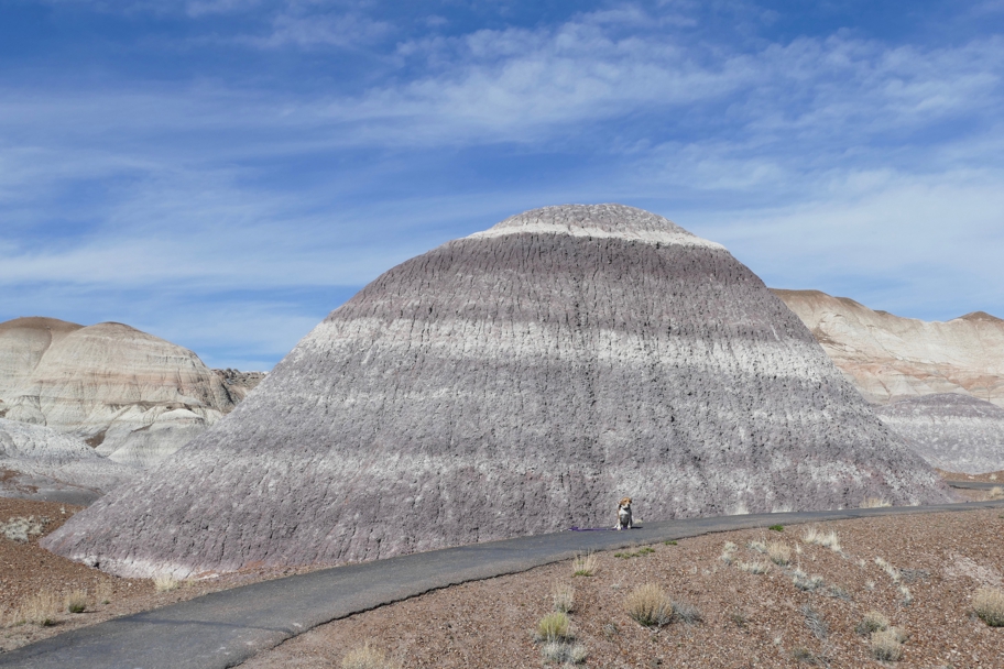 Halley on the Blue Mesa trail