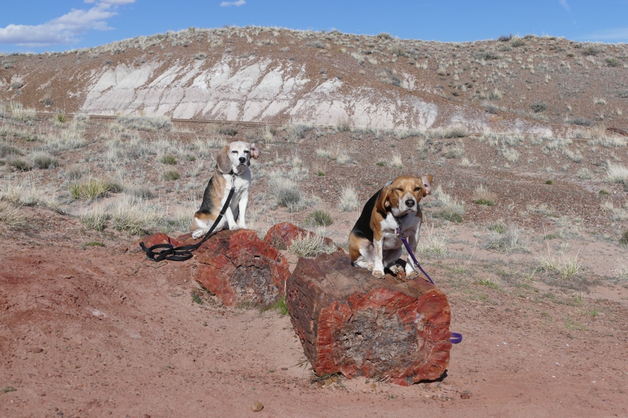 Dogs on logs