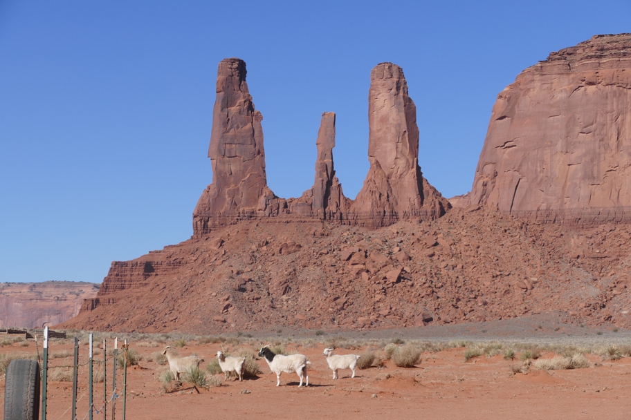 Three Sisters, four goats