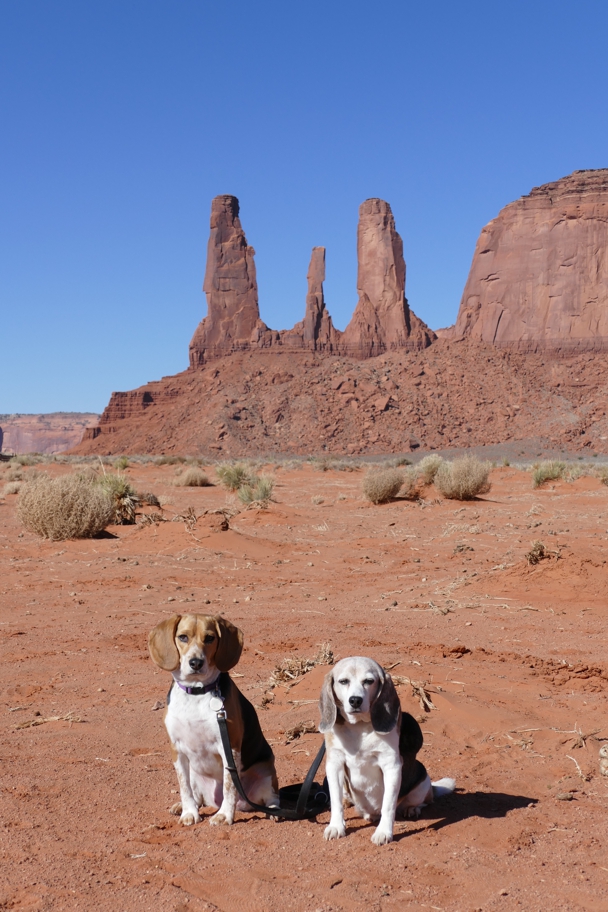 Three Sisters, two beagles