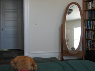 The dog in the mirror