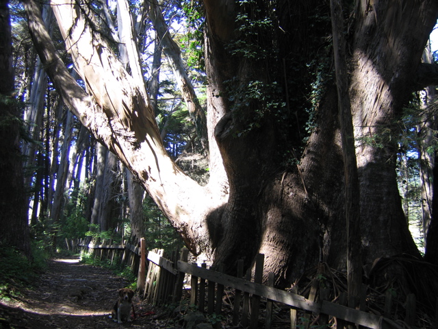 America's largest eucalyptus tree