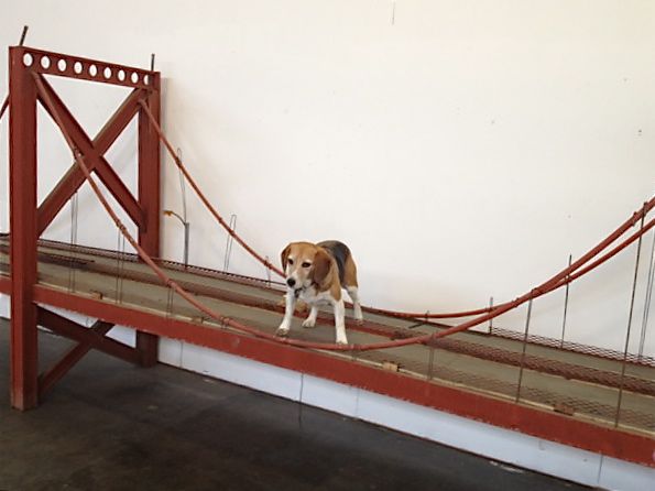 Beagle bestrides bridge