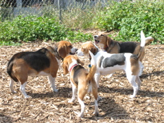 Corona Heights beagle meetup
