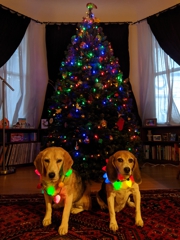 Merry Christmas from Huxley and Wallace!
