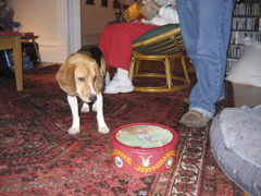 Huxley and the cookie tin 1