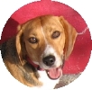 Huxley Beagle