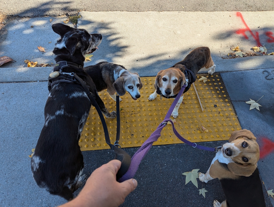 Walking four dogs