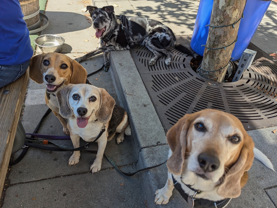 Marbles and the Tri-Tones at Loma Brewing Company