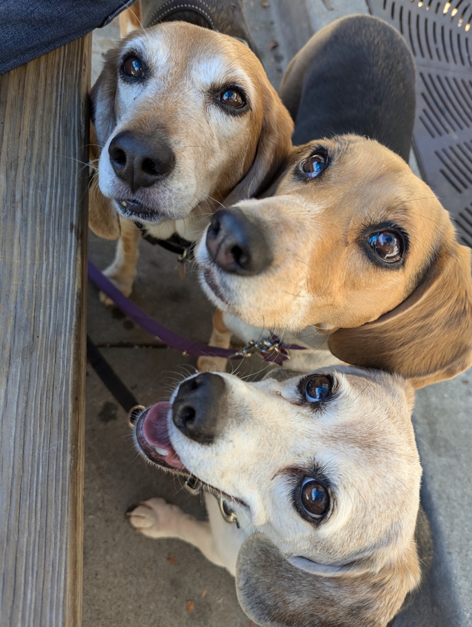 Beagles at Loma Brewing Company