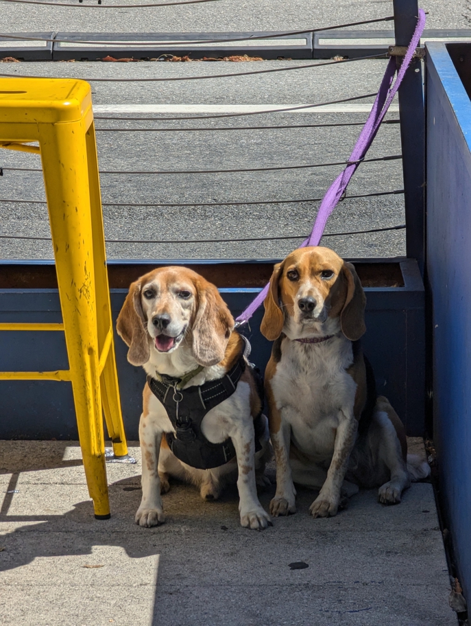 Delivery beagles at Señor Sisig