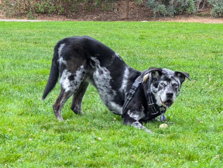 Marbles fetching at St. Mary's Dog Park