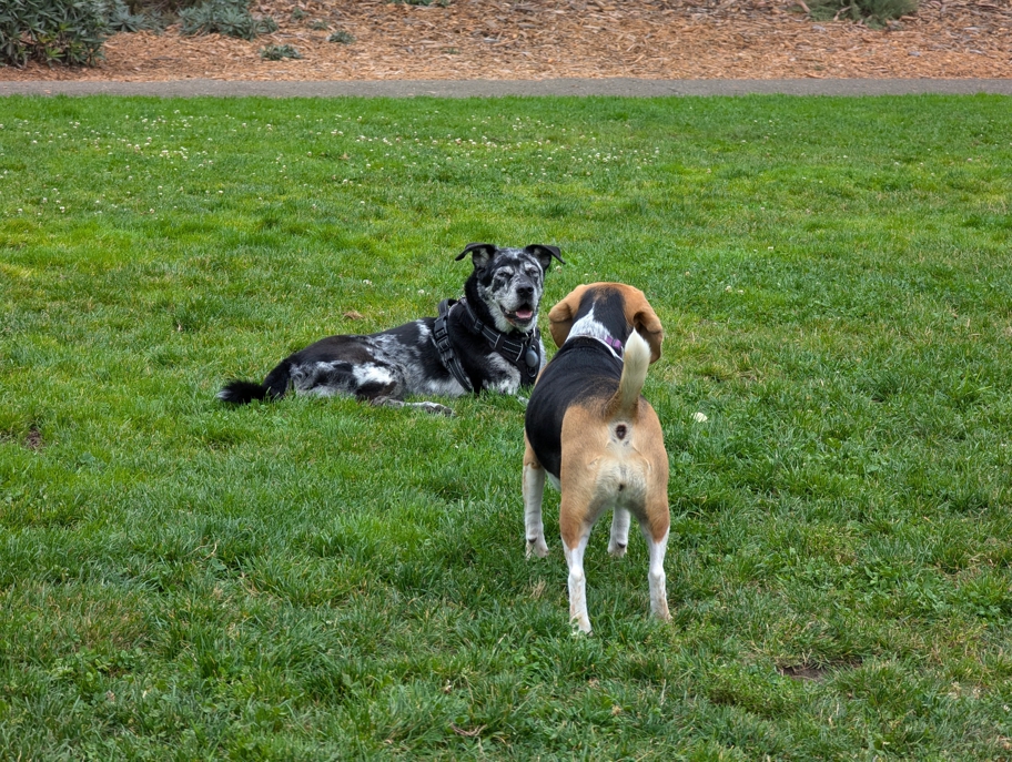 Marbles and Halley fetching at St. Mary's Dog Park