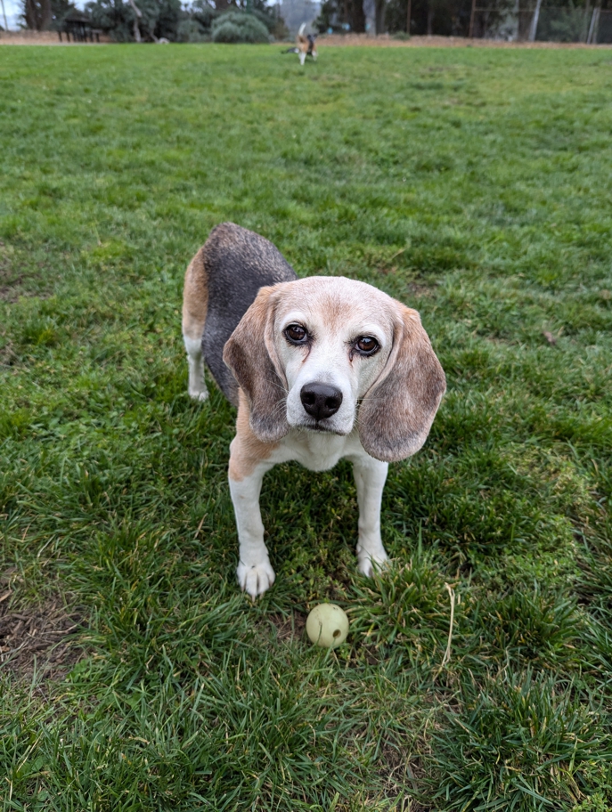 Wallace fetching at St. Mary's Dog Park