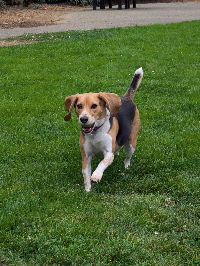 Halley fetching at St. Mary's Dog Park