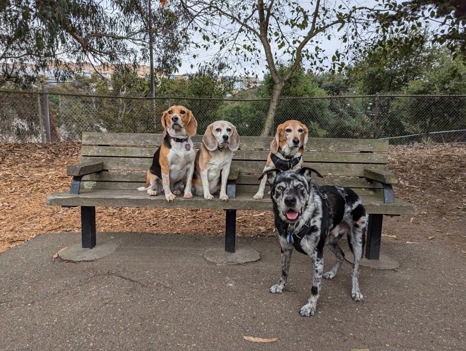 Marbles and the Tri-Tones at St. Mary's Dog Park