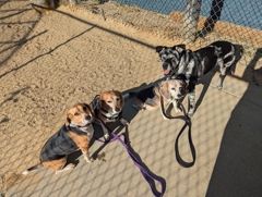 Marbles and the Tri-Tones at Upper Noe Dog Park