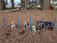 Marbles and the Tri-Tones at Upper Douglass Dog Park