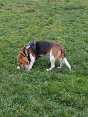 Linus fetching at St. Mary's Dog Park