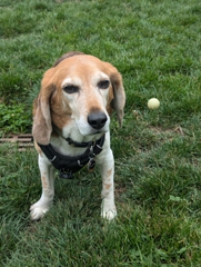 Linus not fetching at St. Mary's Dog Park