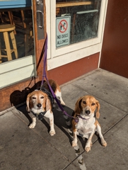 Delivery beagles at Arizmendi